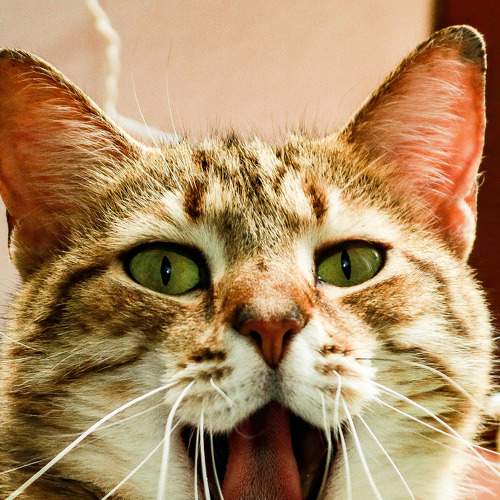 Photo #8961363