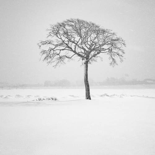 Lone Tree