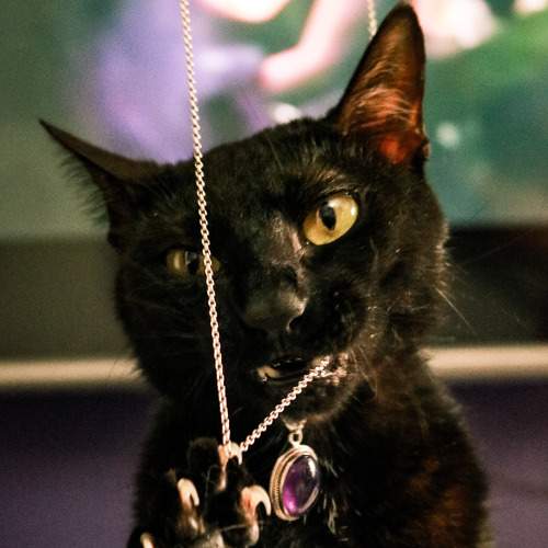 Photo #8961697