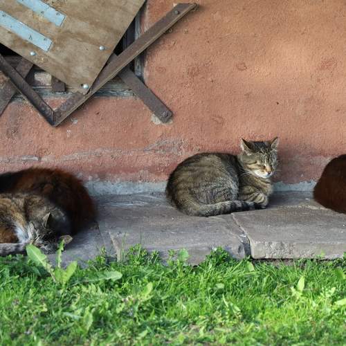 Котики