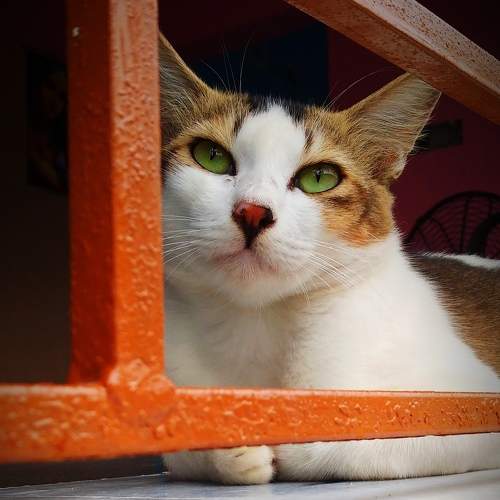 Photo #8962524