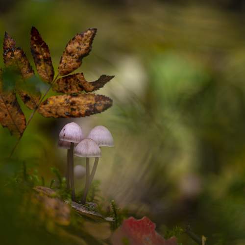 Photo #8964438