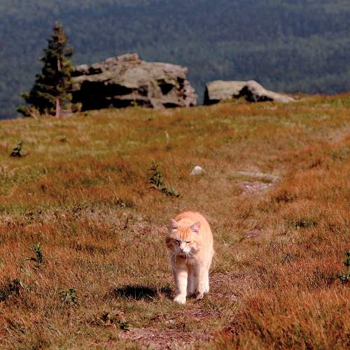 Photo #8964590