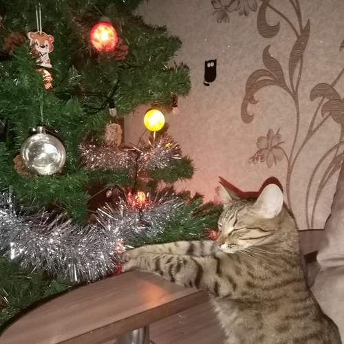 Photo #8965787