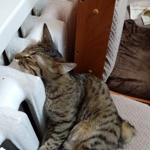 Photo #8965788