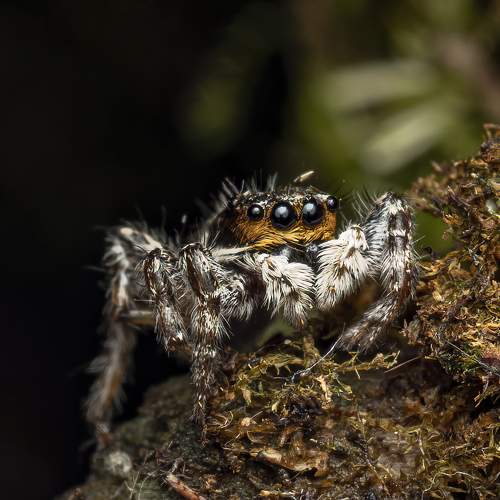 Menemerus bivittatus