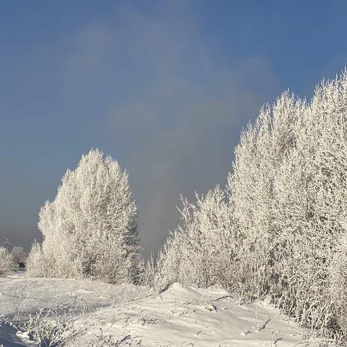 Зачарованный лес