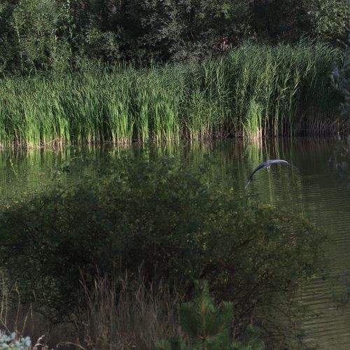 Photo #8968512