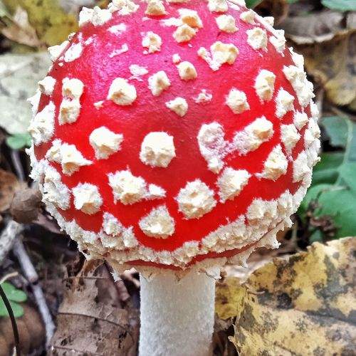 Photo #8968831