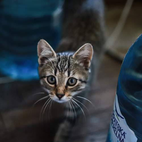 Photo #8969178