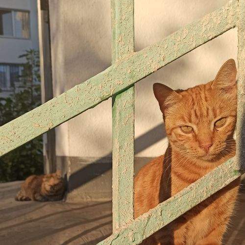 Photo #8969481