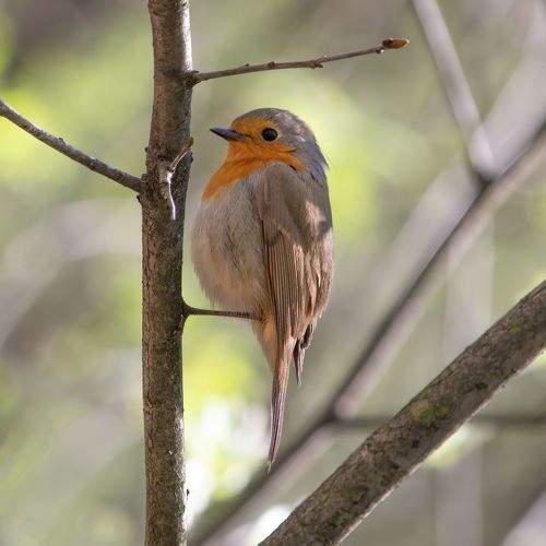 Photo #8969501