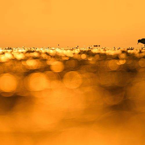 Little Stint