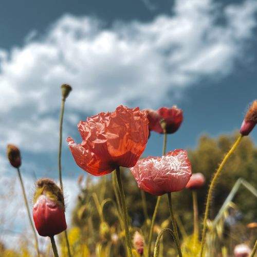 Photo #8970334