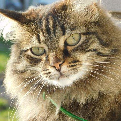 Photo #8970448