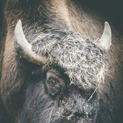 Photo #8972043