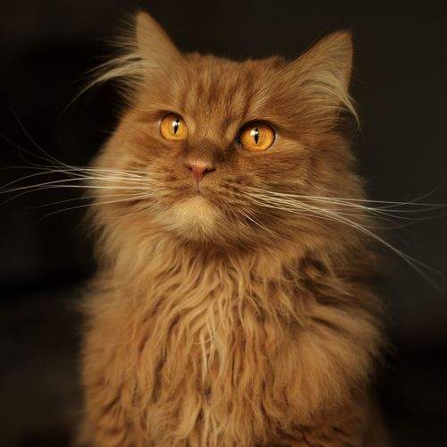 Photo #8972048