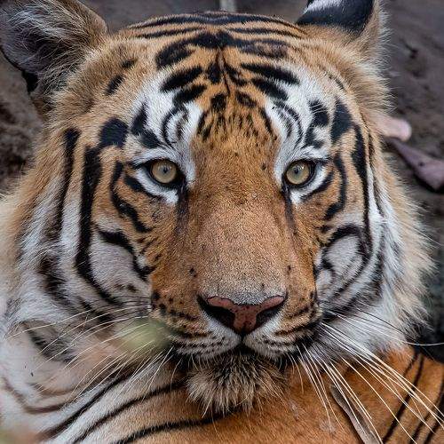 Photo #8972284