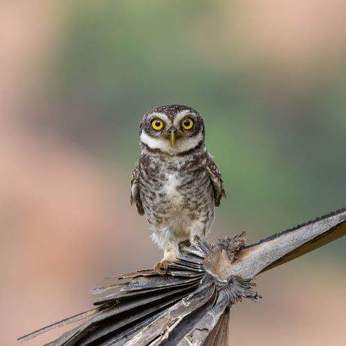 Staring cutie pie...