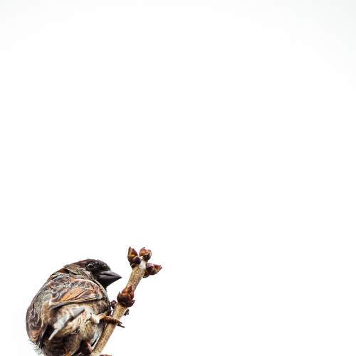 Photo #8972640