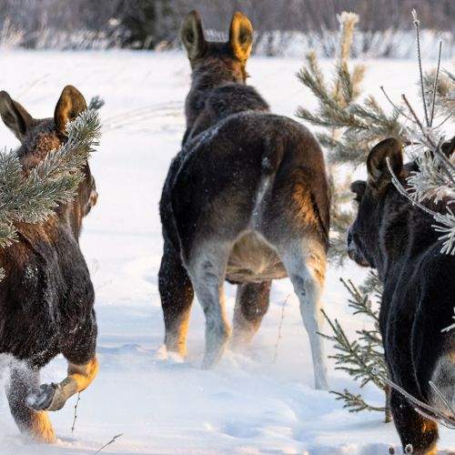 Photo #8972966