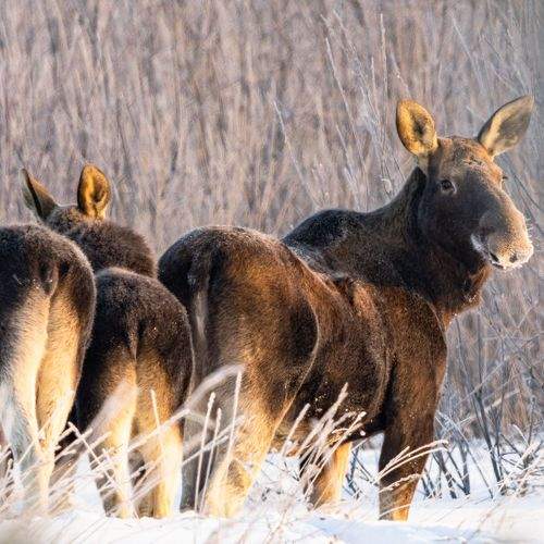 Photo #8972967