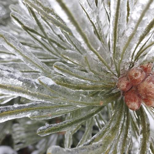Ice