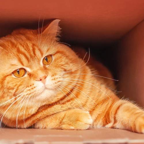Photo #8974831