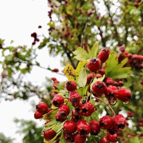 Photo #8975233