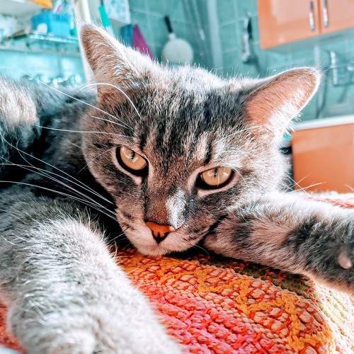 Photo #8976518