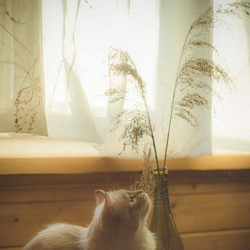 Photo #8977160