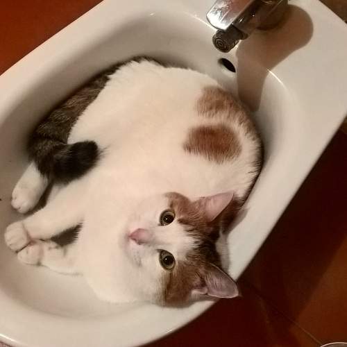 Photo #8977197