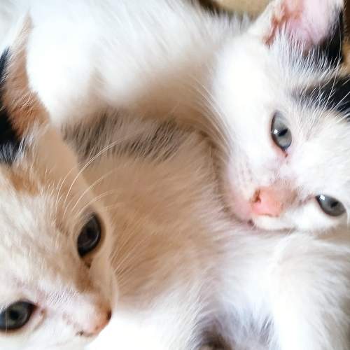 Photo #8977287