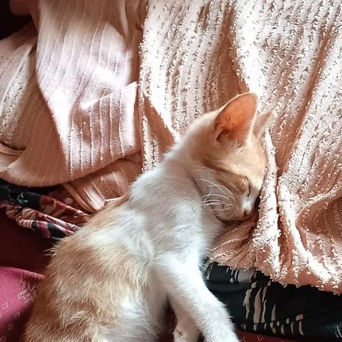 Photo #8977490