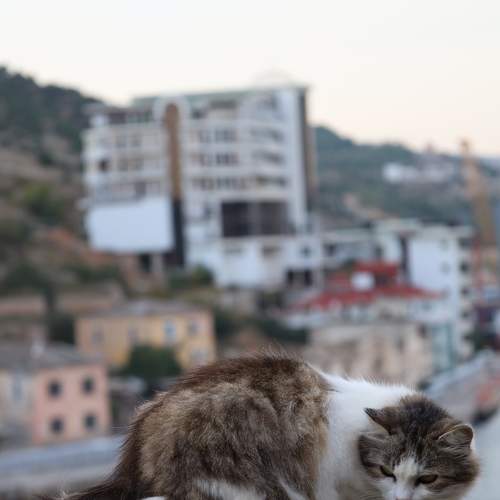 Photo #8978830