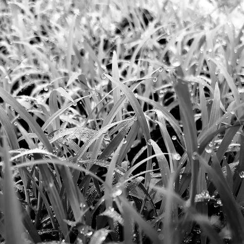 Black and white