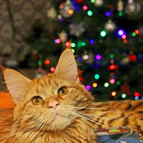 Photo #8979632