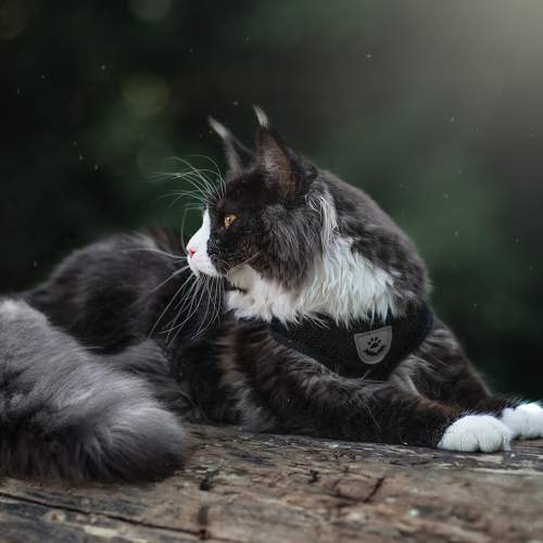 Photo #8979933
