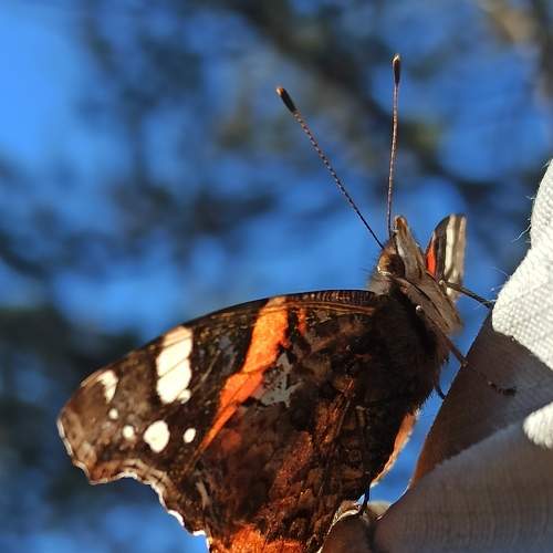 Photo #8980006