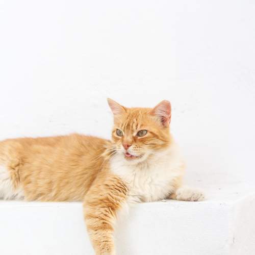 Photo #8981253