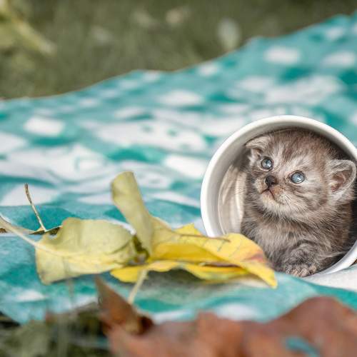 Photo #8981731