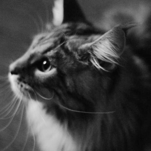 Photo #8982354