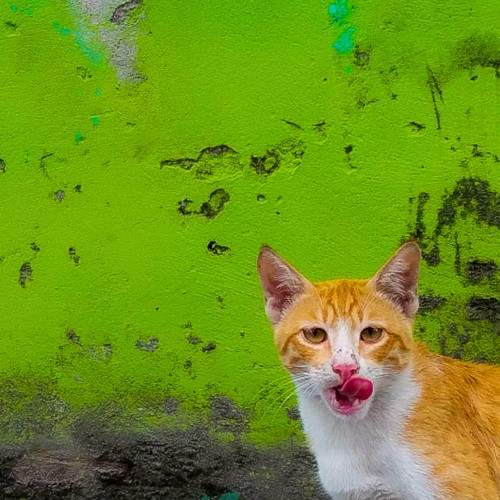 Photo #8982639