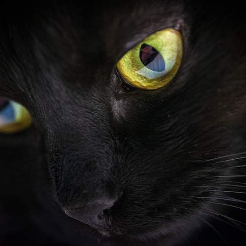 Photo #8982661