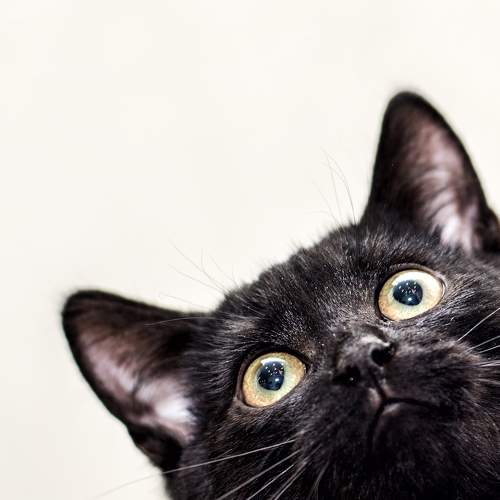 Photo #8982668