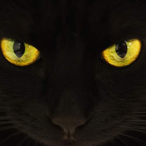 Photo #8982671