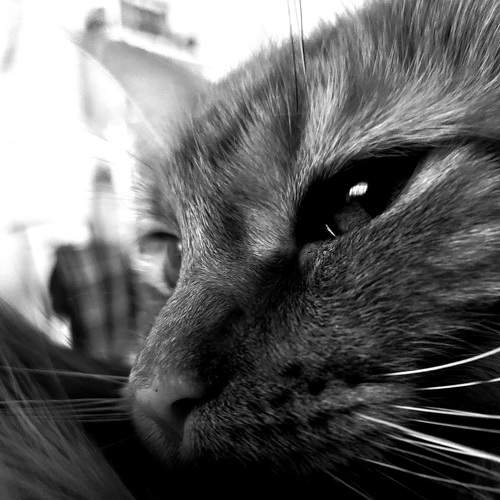 Photo #8983128