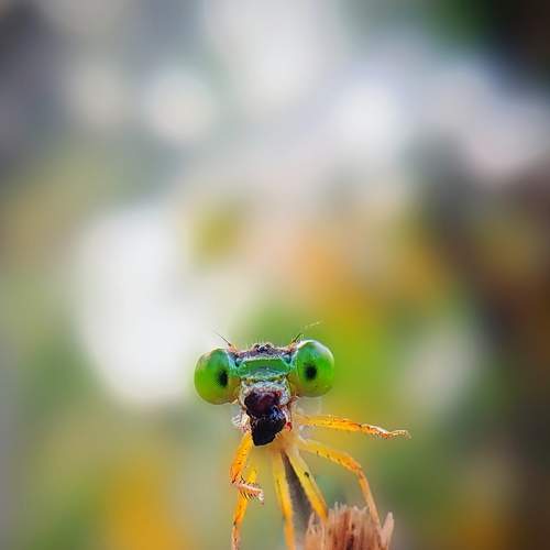 Photo #8983164
