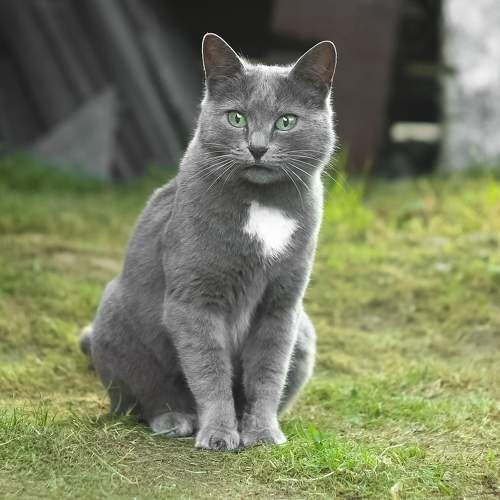 A cat named Kosya in the yard
