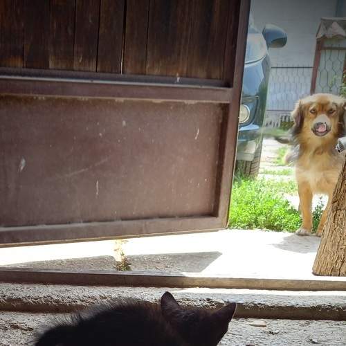 I am the boss here